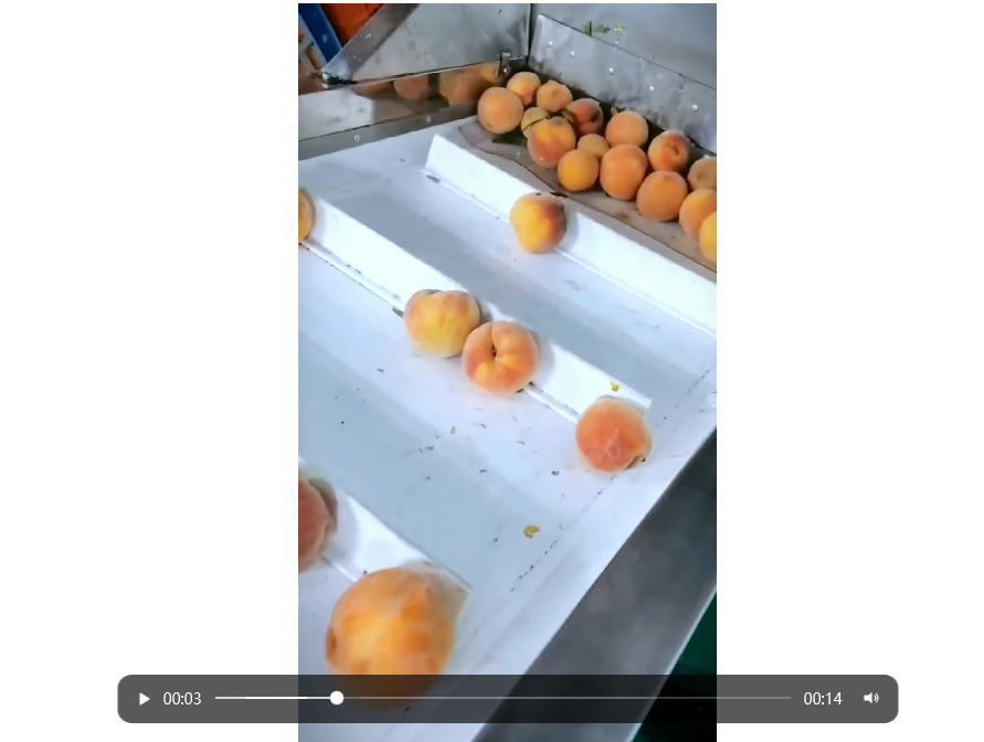 桃子去核破碎机